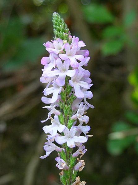 Verbena officinalis / Verbena comune